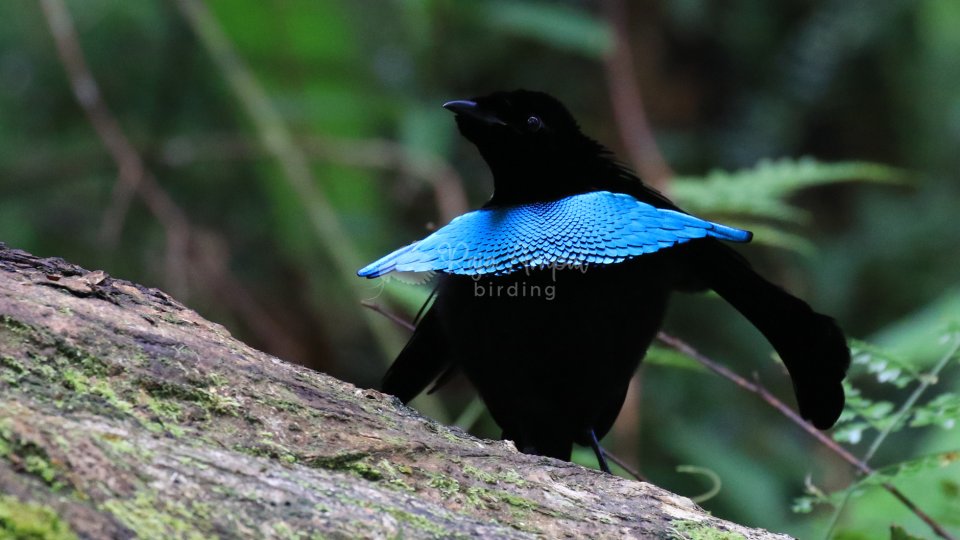 Arfak Birdwatching