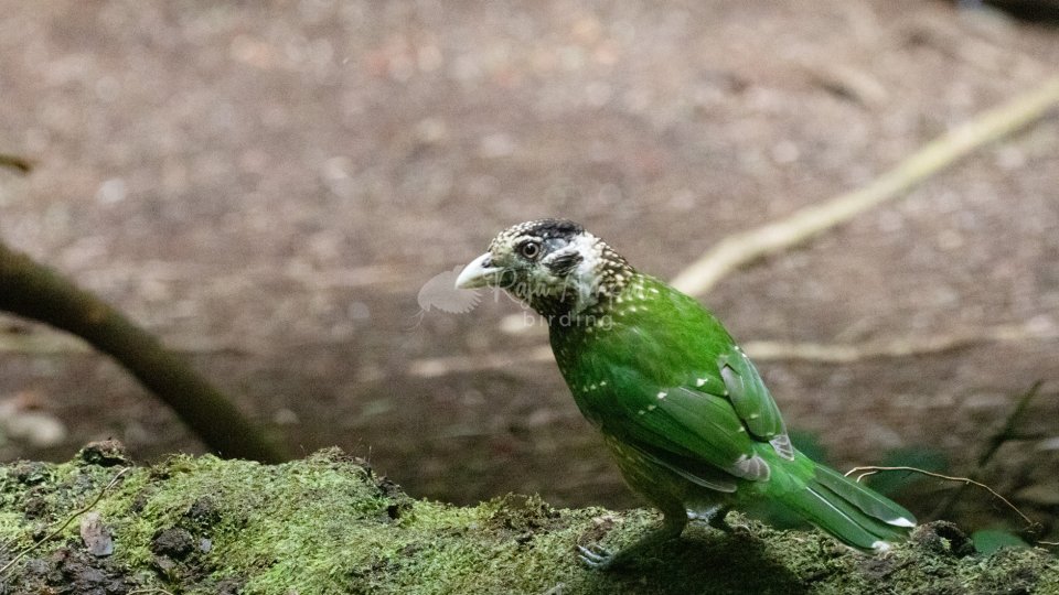 Arfak Birdwatching