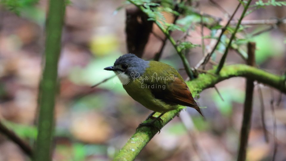 Arfak Birdwatching