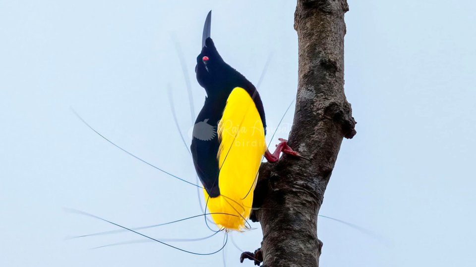 Birdwatching  Papua, Sorong, Waigeo, Arfak, and Nimbokrang