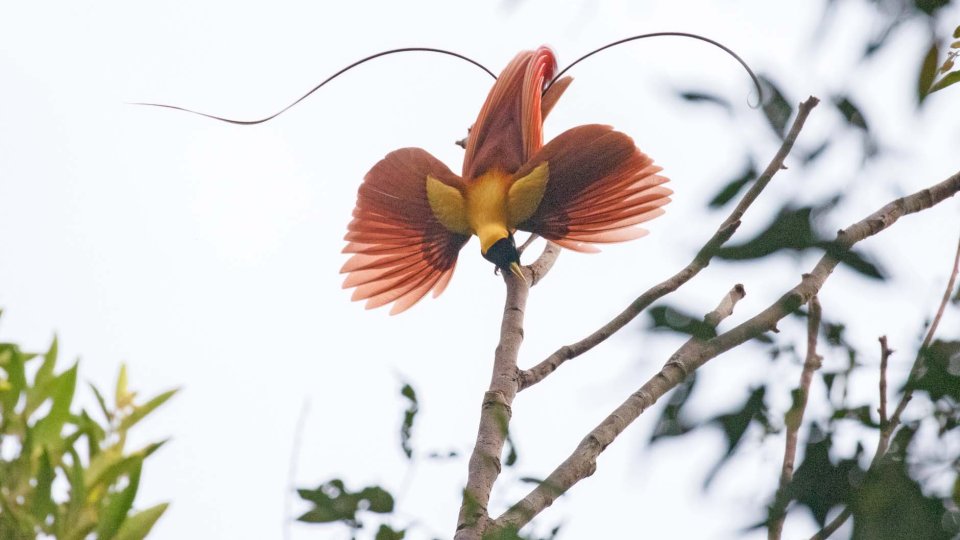Birdwatching  Papua, Sorong, Waigeo, Arfak, and Nimbokrang