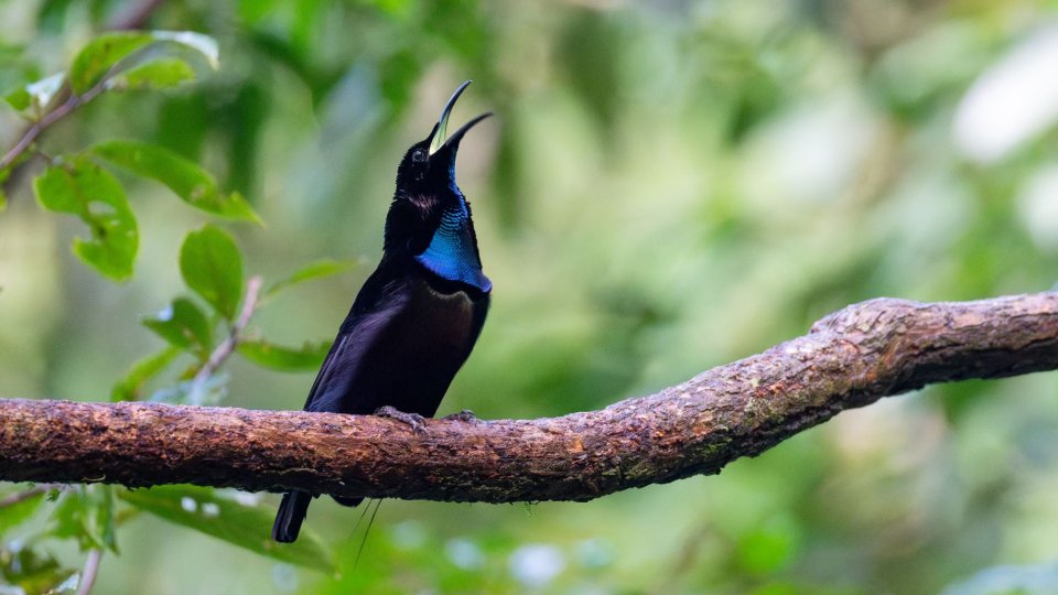 FakFak Birdwatching Packages